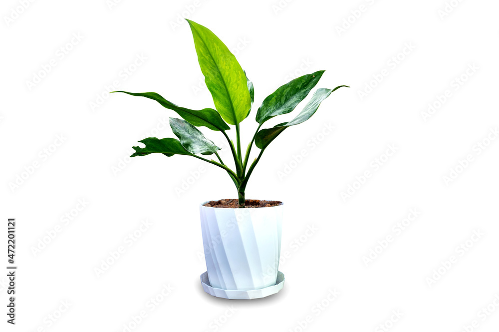 Green house croton leaves in the plant pot isolated on white background.Air purifying tree. Green house croton leaves in the plant pot isolated on white background.Air purifying tree.