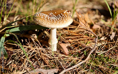 Ein Pilz im Wald. Pilze sind wichtig für das Ökosystem Wald.
 photo