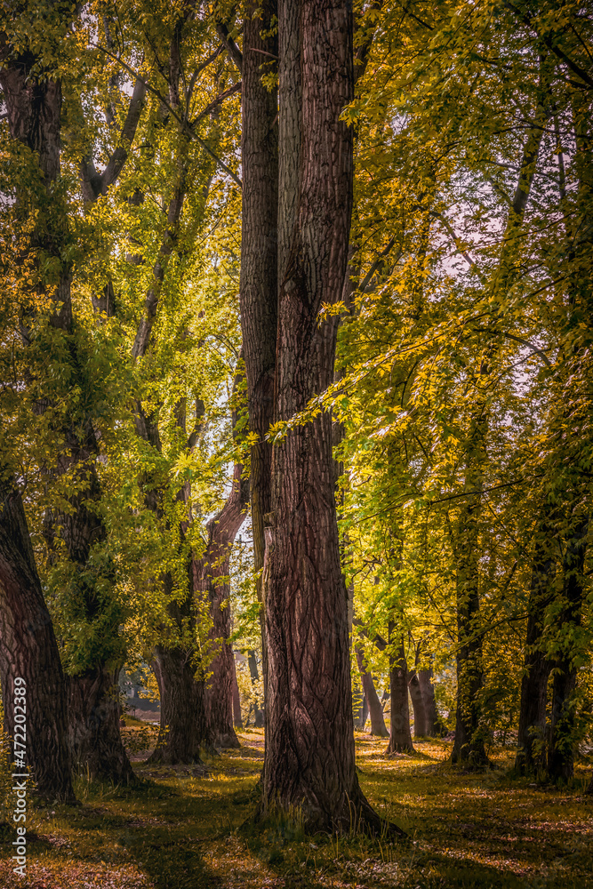 autumn in the forest