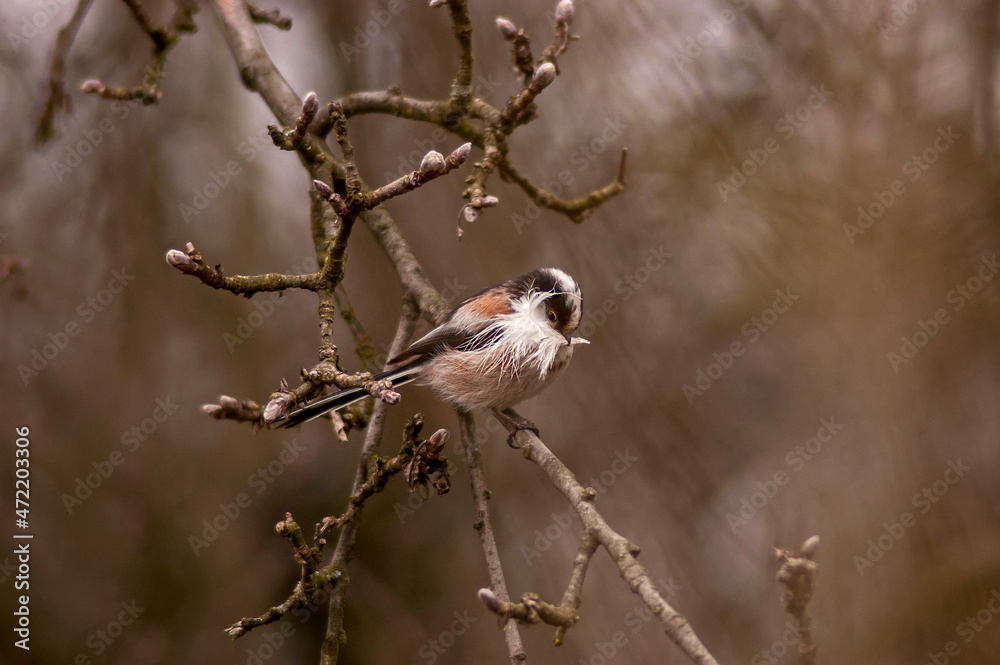 Obraz premium The little long tailed tit preparing to make a nest with white feathers from other birds during a gloomy spring morning. 