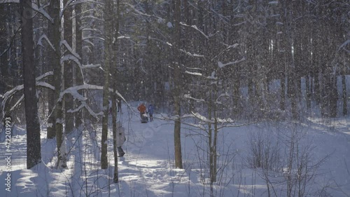 People in bright clothes ride children on sleds. Snow falls from tree branches against the backdrop of sunlight. Wonderful Baltic weather in January on weekends. Latvia photo