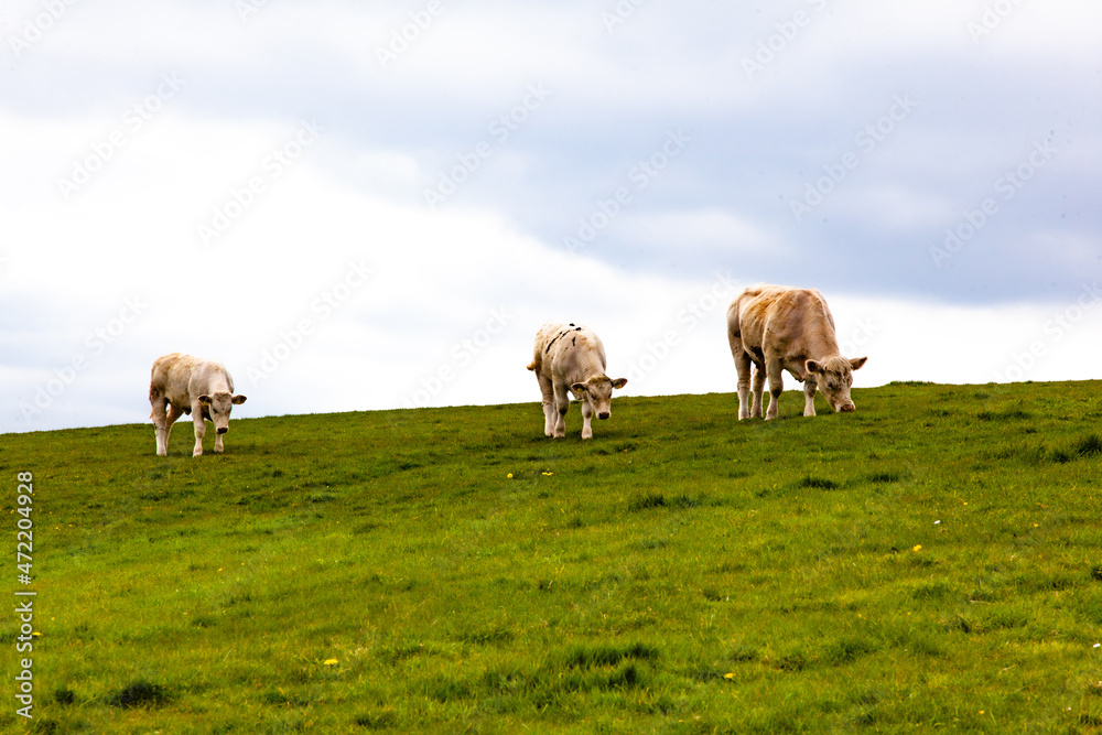 cows in the irish field