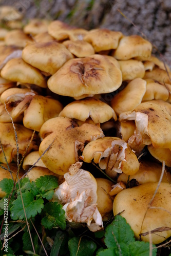 Close Up Shot Of Bundle Of Tawn Mushrooms On A Stump. Pleurotus Eryngii Mushrooms On Grass