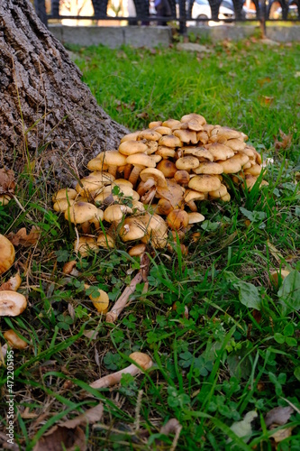 Bundle Of Tawn Mushrooms On A Stump. Pleurotus Eryngii Mushrooms On Grass