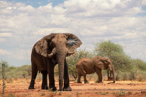 Two african elephants  in the grasslands of Etosha National Park  Namibia.