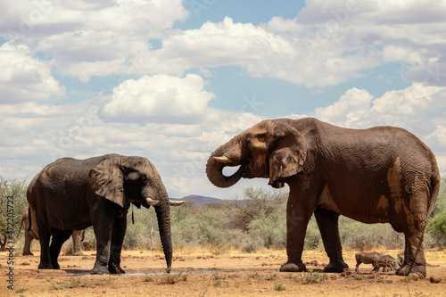 Two african elephants  in the grasslands of Etosha National Park  Namibia.
