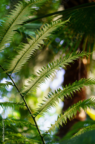 Tropical wood or orangery plants closeup: evergreen fern and palm trees growing in greenhouse. Exotic rainforest vegetation and glasshouse gardening. Tropic and subtropical botany and flora concept