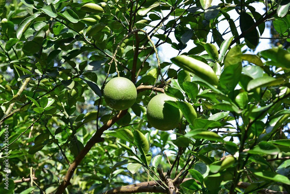 Two green oranges on a branch of an orange tree, illuminated by the sun Two green oranges on a branch of an orange tree, illuminated by the sun