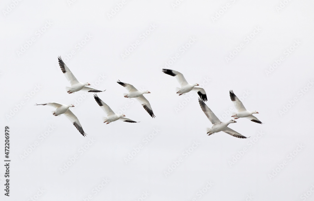 A small flock of migrating snow geese heading north in autumn in Canada	
