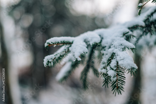 Snow-covered fir tree branch, winter, first snow