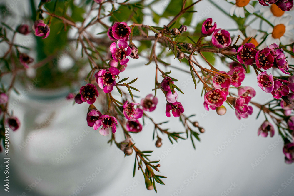 red small flowers and chamomile stands in a vase on a gray background red small flowers and chamomile stands in a vase on a gray background