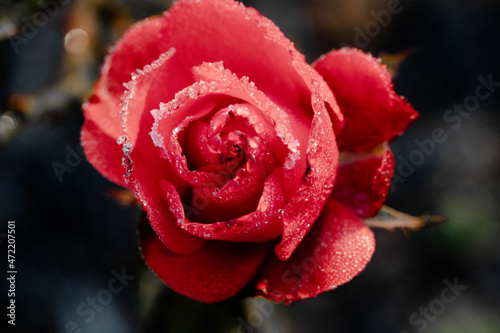 single red rose frost