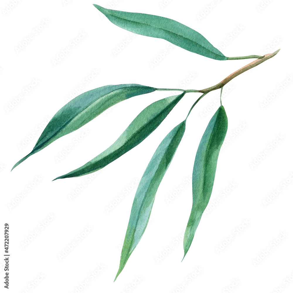 Eucalyptus, tropical leaves watercolor illustration. Australia plant