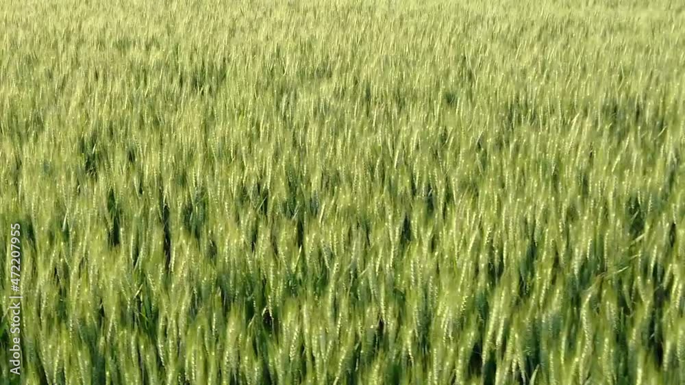 Slow motion pan right close up over a green corn field Slow motion pan right close up over a green corn field