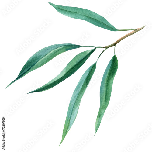 Eucalyptus, tropical leaves watercolor illustration. Australia plant