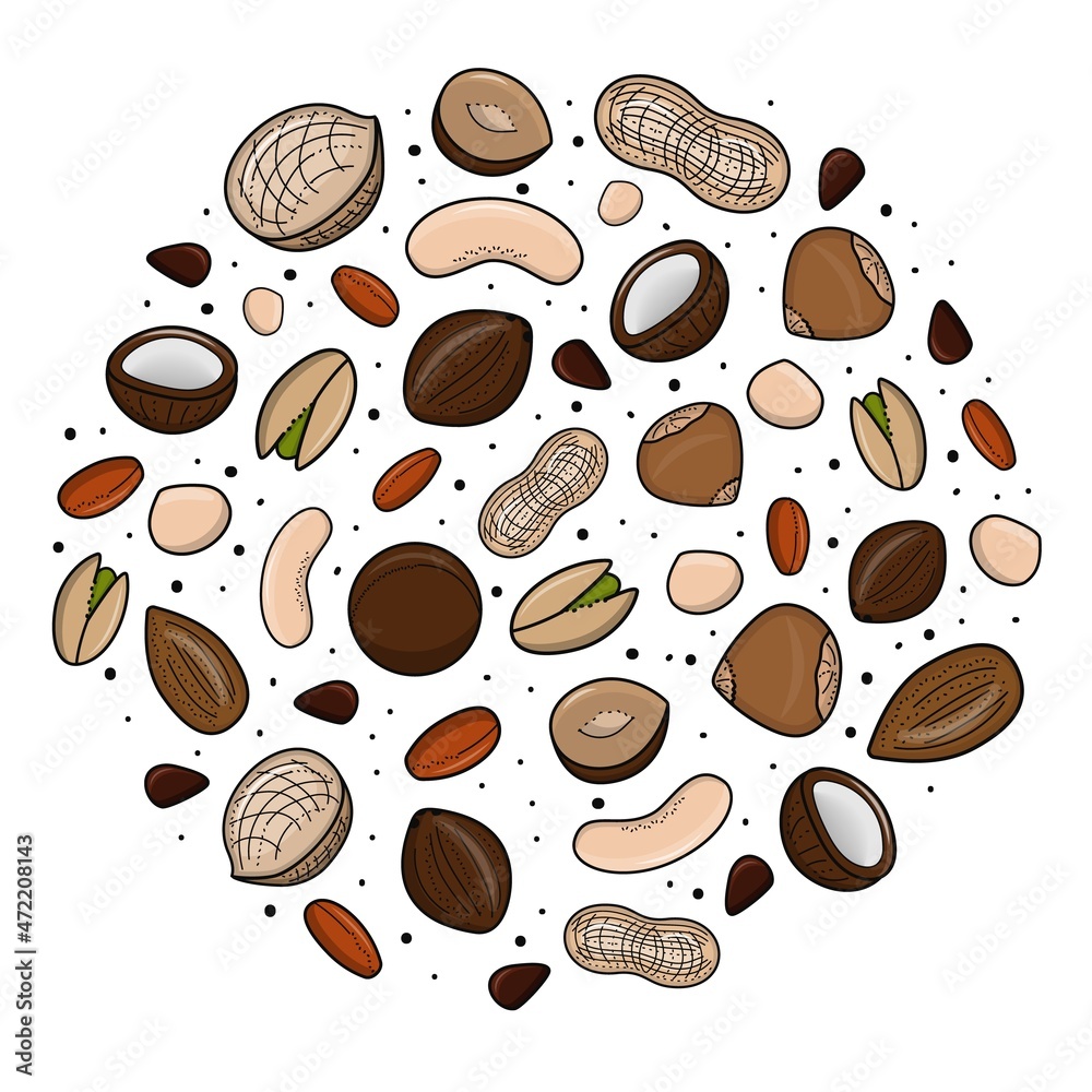 Obraz premium Set of vector various nuts