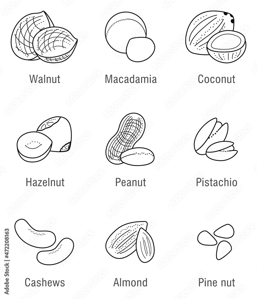 Set of vector various nuts