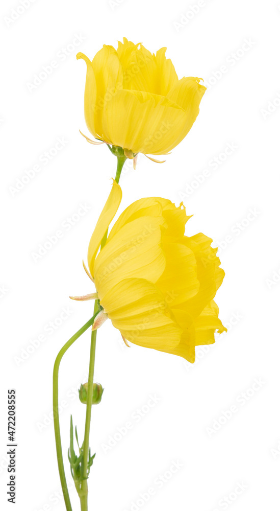 Naklejka premium Yellow flower isolated on white background