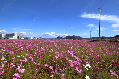 咲き誇るコスモス　高須のコスモス畑　（高知県　高知市） © mitumal 