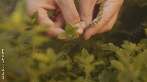 Hands picking fresh mint from garden