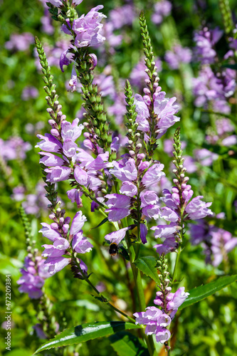 Physostegia virginiana 'Rosea' a spummer autumn fall flowering plant with a pink summertime flower commonly known as Obedient Plant, stock photo image