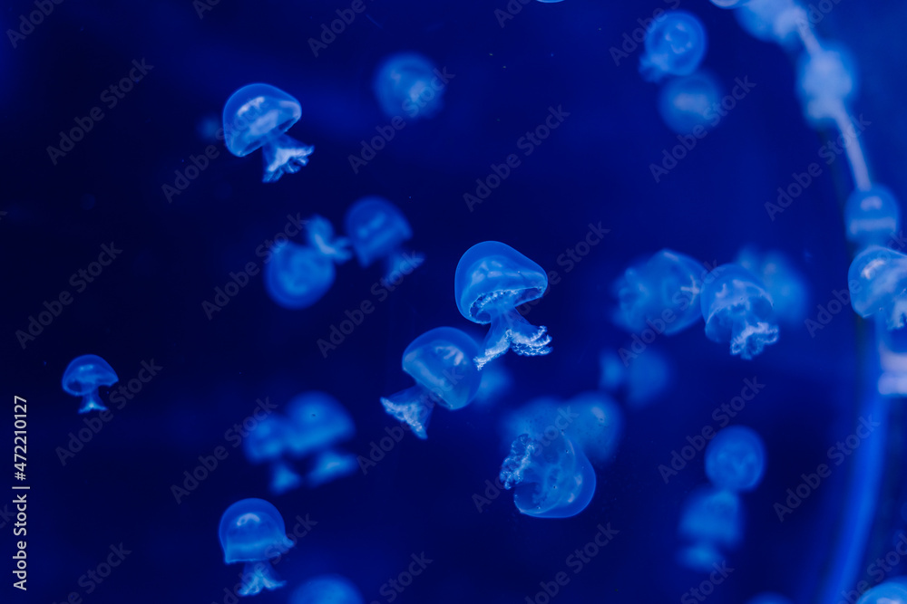 A group of light blue jellyfish swimming in a water A group of light blue jellyfish swimming in a water