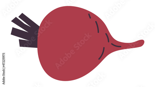 Ripe red beet. Fresh healthy root plant