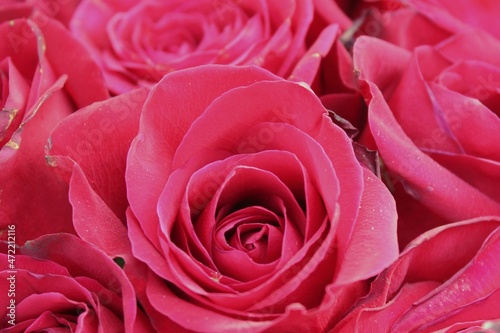 close up of pink rose