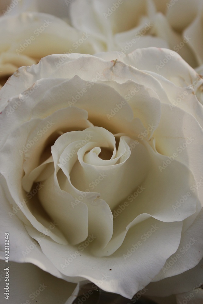white rose close up white rose close up