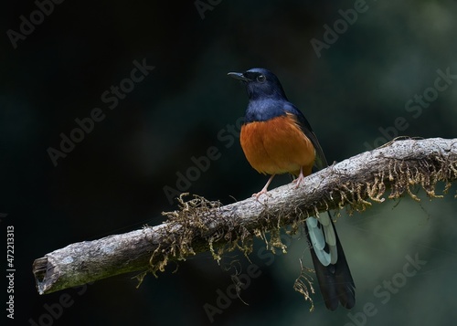  portrait of a White-rumped Shama bird perched on a tree 