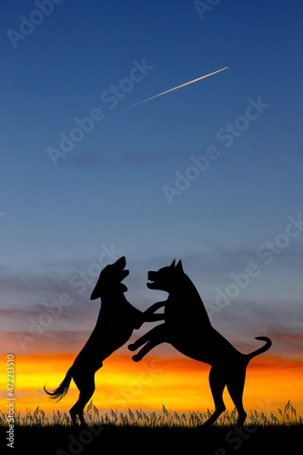 Photographie illustration of dogfight