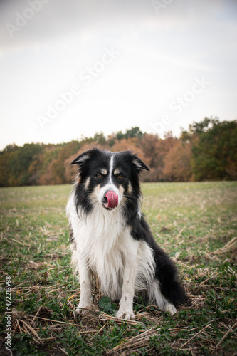 Border collie is sitting in the grass. He is so crazy dog on trip. © doda