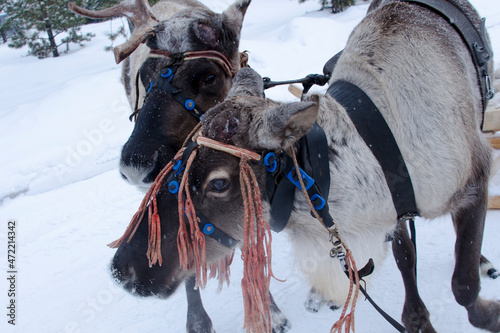 Two reindeer in harness in winter. Snowing photo