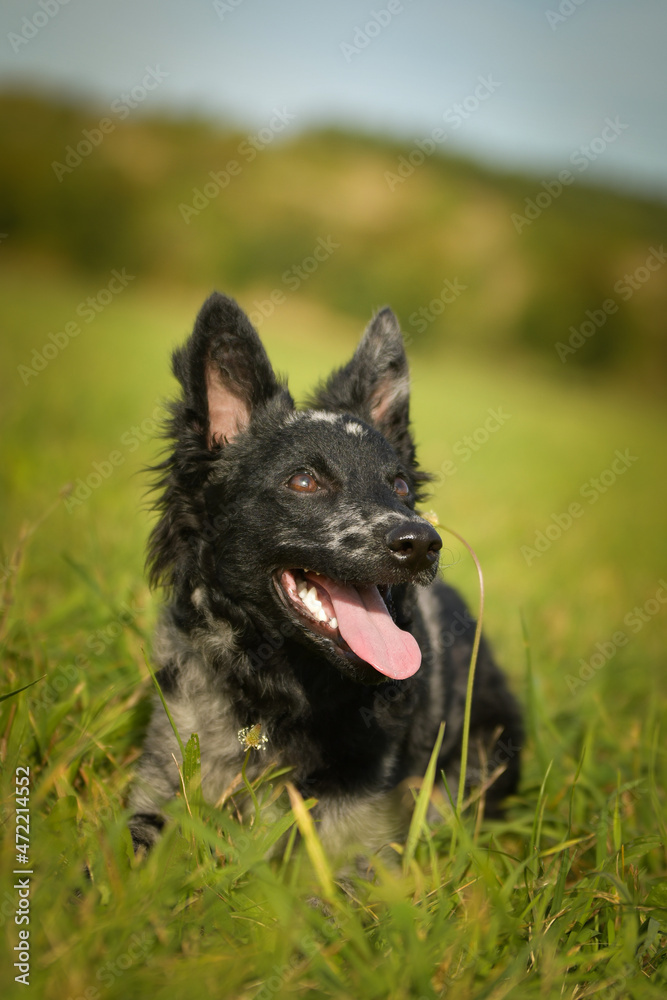 Portrait of dog puppy mudi. She is so nice dog. Portrait of dog puppy mudi. She is so nice dog.