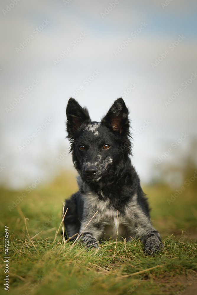 Puppy of mudi is lying in the grass. She is so adorable and fluffy. Puppy of mudi is lying in the grass. She is so adorable and fluffy.