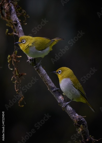 Two Indian white-eye birds perched on a branch in dark background 