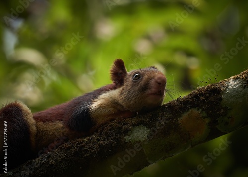 Close up of a Giant Indian squirrel on a tree 