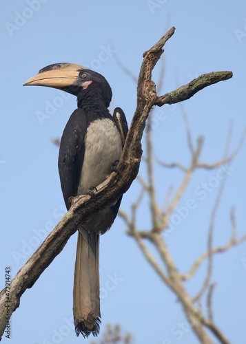 Close up of a Malabar pied hornbill perched on a tree in a forest 