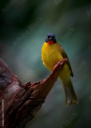 Portrait of a Flame-throated bulbul on a perch 