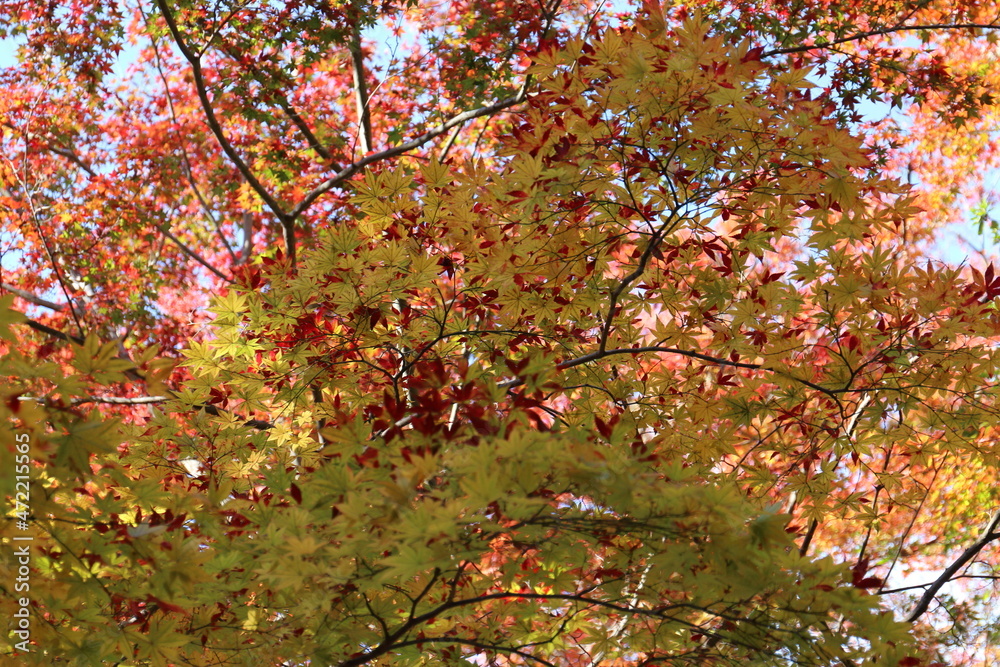 Naklejka premium 奈良のカラフルな紅葉