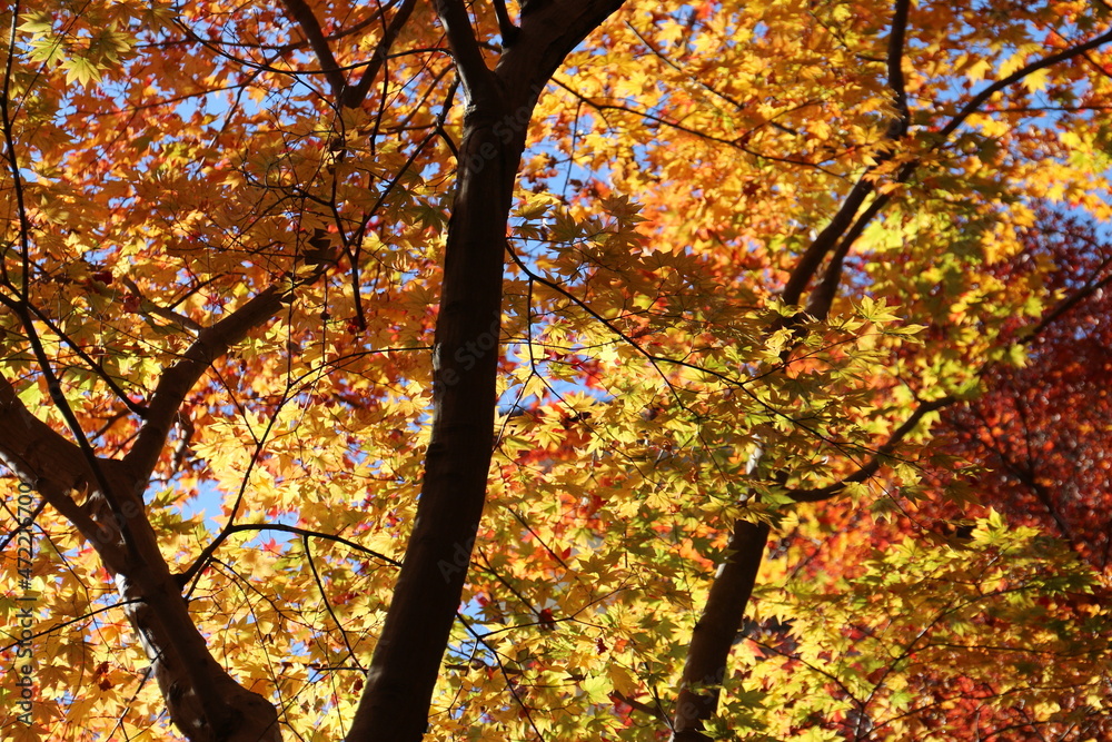 Fototapeta premium 奈良のカラフルな紅葉