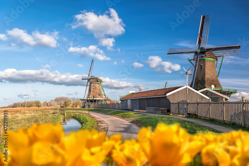 Traditional Dutch windmills with tulips against blue sky in Zaanse Schans, Amsterdam area, Holland
