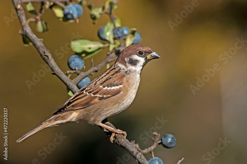 A Tree sparrow stands on a branch of a blackthorn while the morning autumn sun warms it so that it can fly away in search of food.
