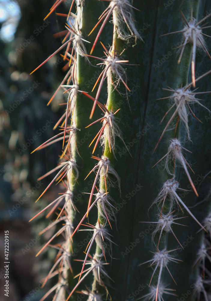 Cactus (Pilosocereus Lanuginosus) close-up. Beautiful exotic plant with spines and thorns. Nature abstract background.