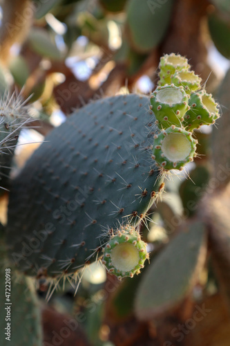 Cactus Opuntia leucotricha close-up. Beautiful exotic plant with spines and thorns. Nature abstract background. photo