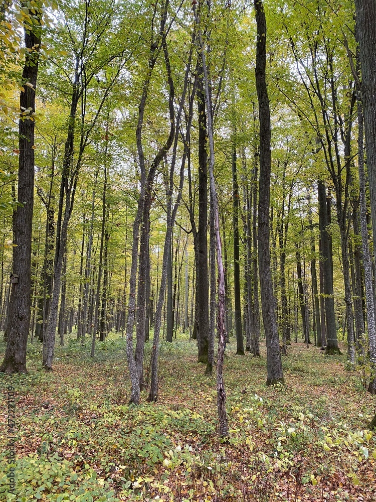 Mixed forest of evergreens and yellowing deciduous trees. Mixed forest of evergreens and yellowing deciduous trees.