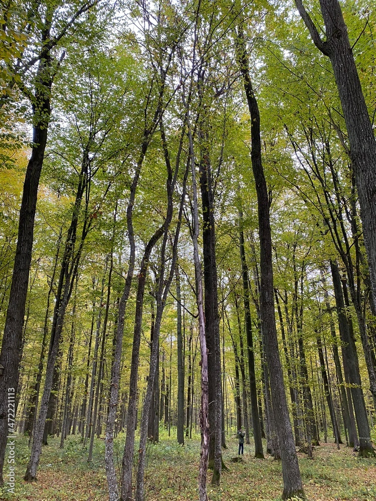 Obraz premium Mixed forest of evergreens and yellowing deciduous trees. 