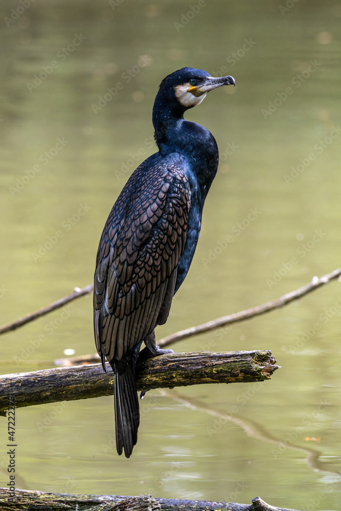 Fototapeta premium The great cormorant, Phalacrocorax carbo sitting on a branch