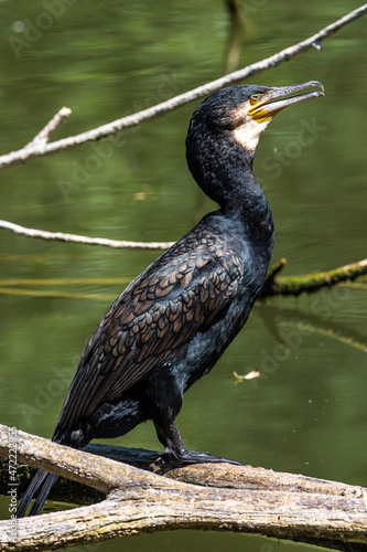 The great cormorant, Phalacrocorax carbo sitting on a branch