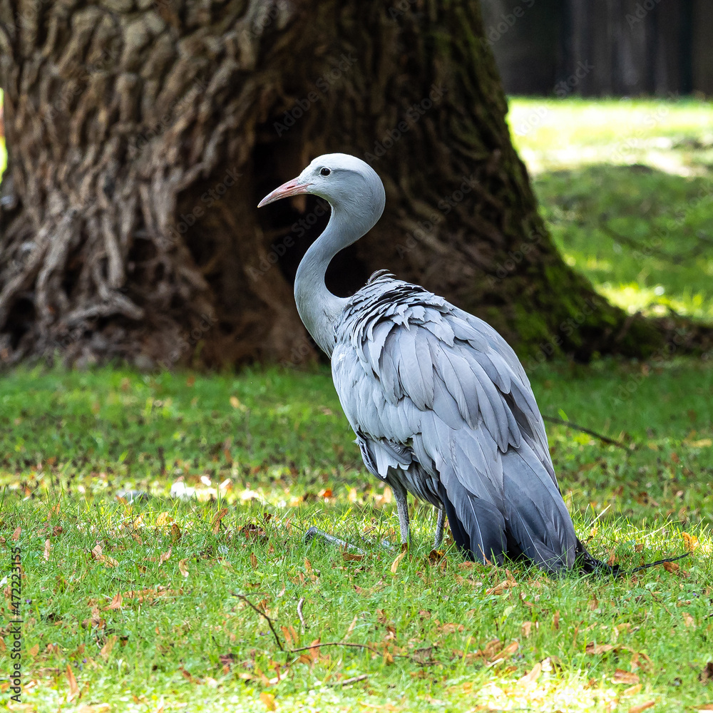 Fototapeta premium The Blue Crane, Grus paradisea, is an endangered bird
